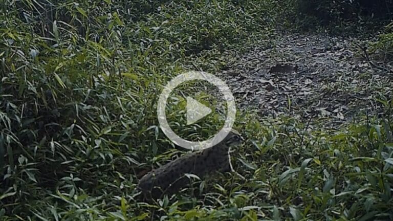 Kucing Hutan