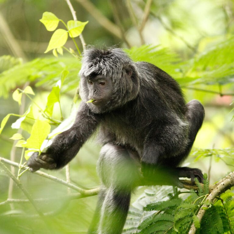 Lutung Jawa
